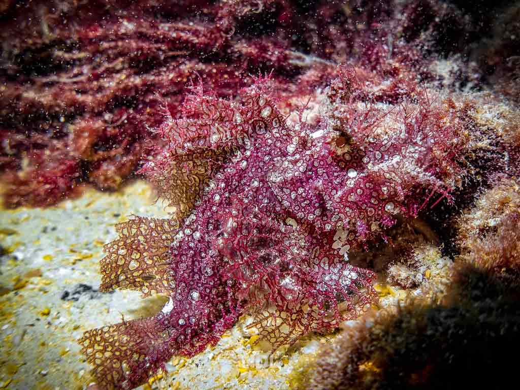ไรโนเปียส Rhinopias