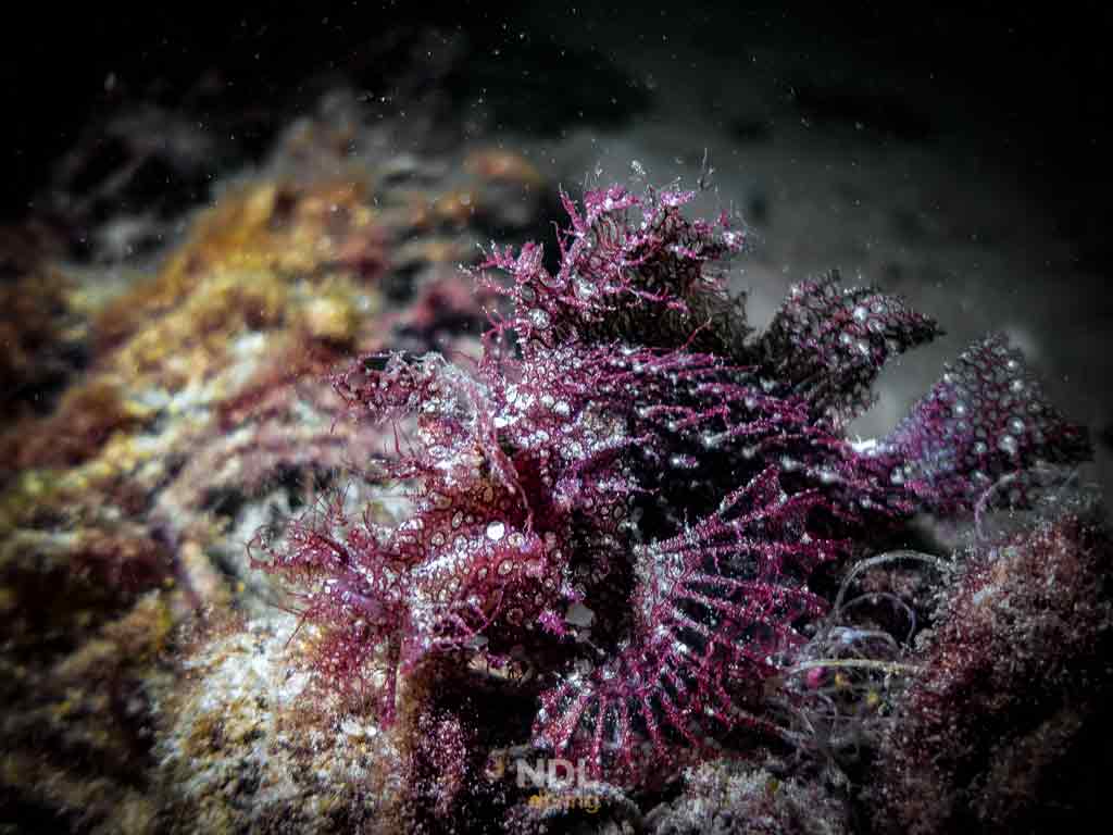 ปลาไรโนเปียส Rhinopias