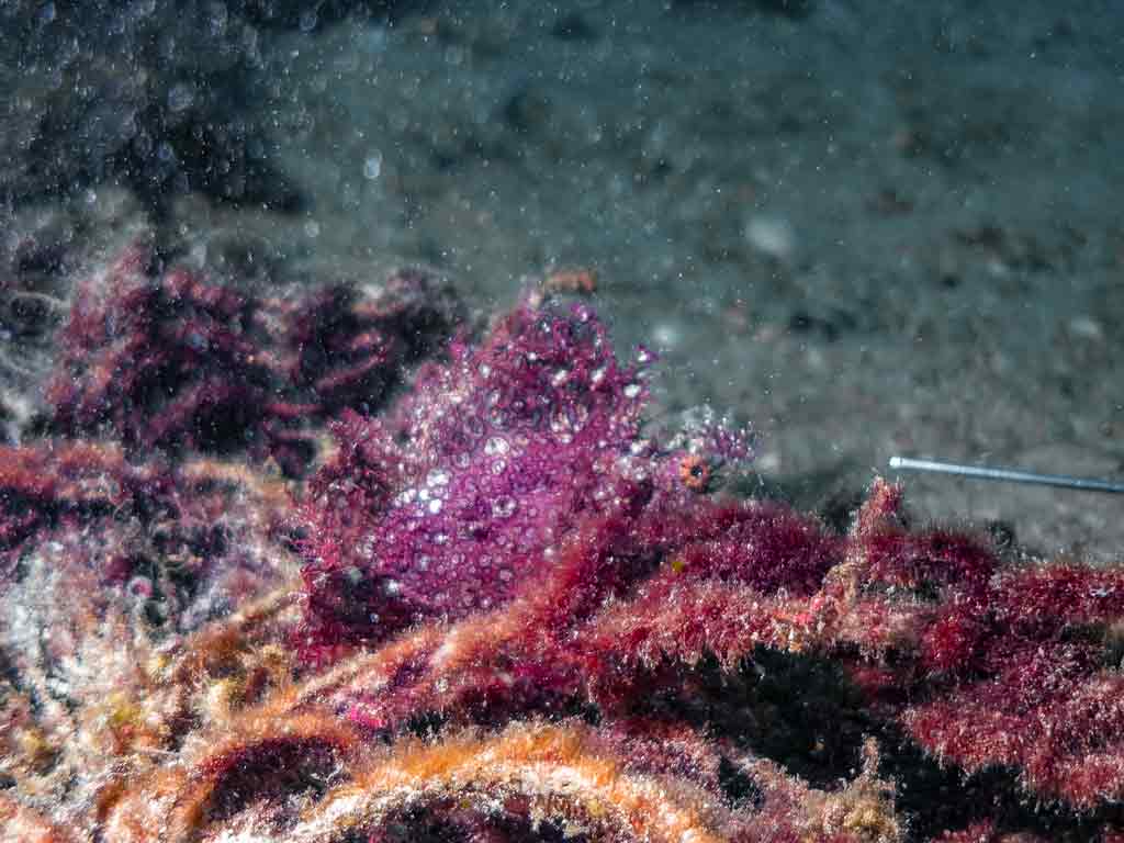 ปลาไรโนเปียส Rhinopias