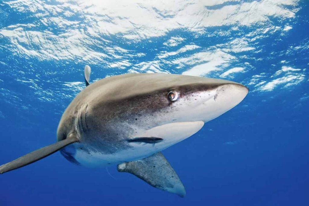 Potentially-Harmful-Species